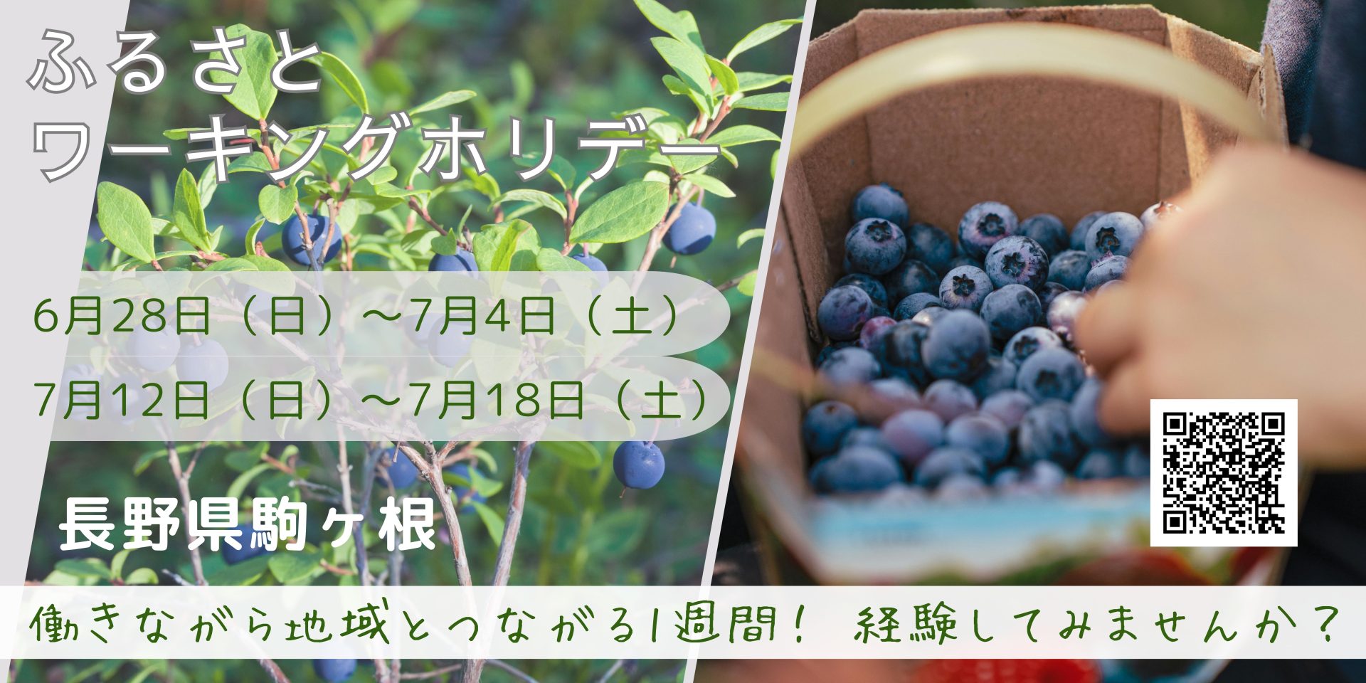 ブルーベリー収穫作業をしながら、駒ヶ根の暮らしの魅力を体感しよう・駒ヶ根市ワーキングホリデー | 移住関連イベント情報