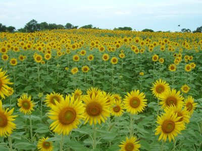 おんせん県おおいた　豊後高田市の地域おこし協力隊募集 | 地域のトピックス
