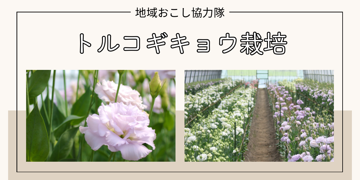 トルコギキョウをつくりこなす : 自生地に学ぶ高品質栽培 福島県川俣町☆2026年10月入隊！地域おこし協力隊】「この花を絶やさ