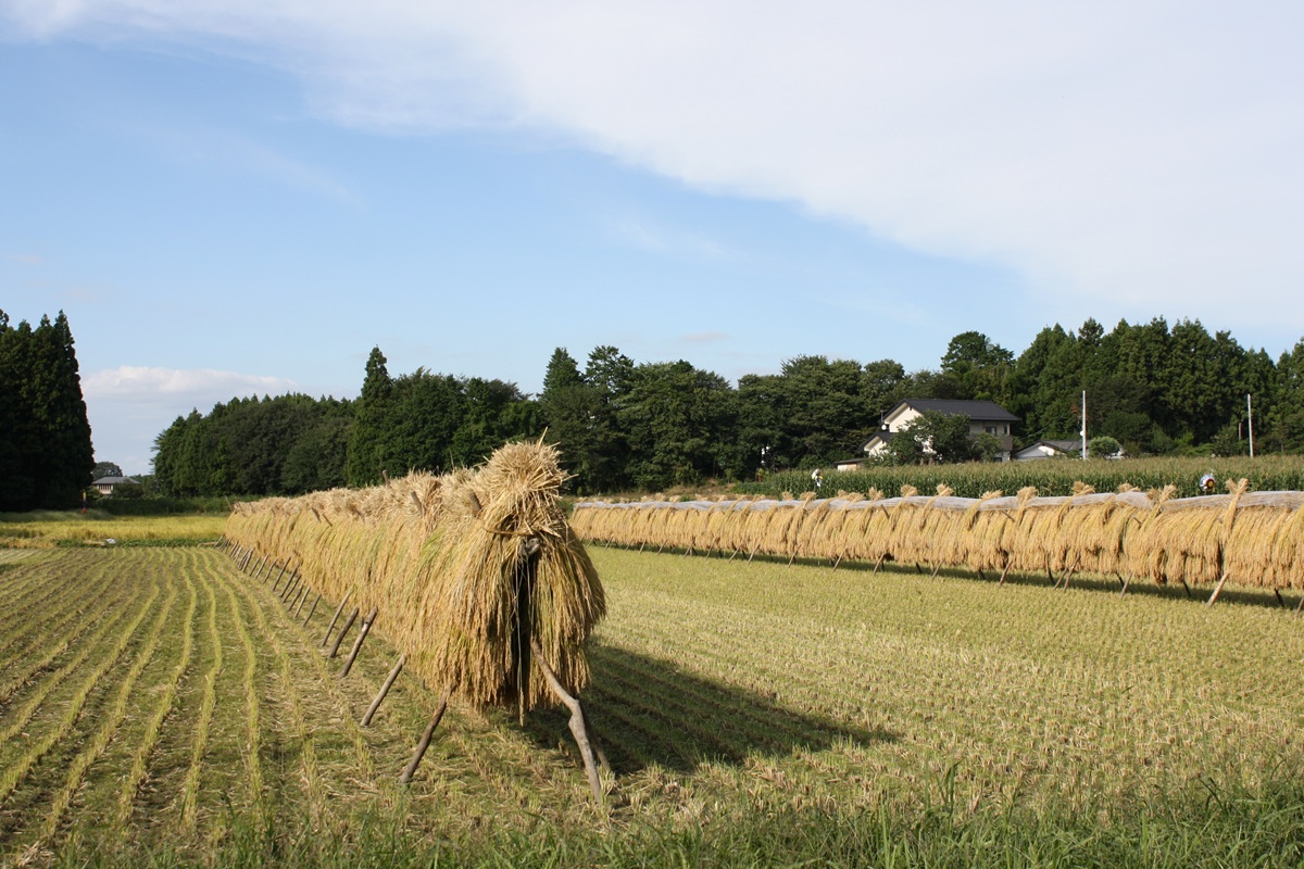 子どもたちの割合が高い小さな村。データから見える中島村の子育て環境と暮らし | 地域のトピックス