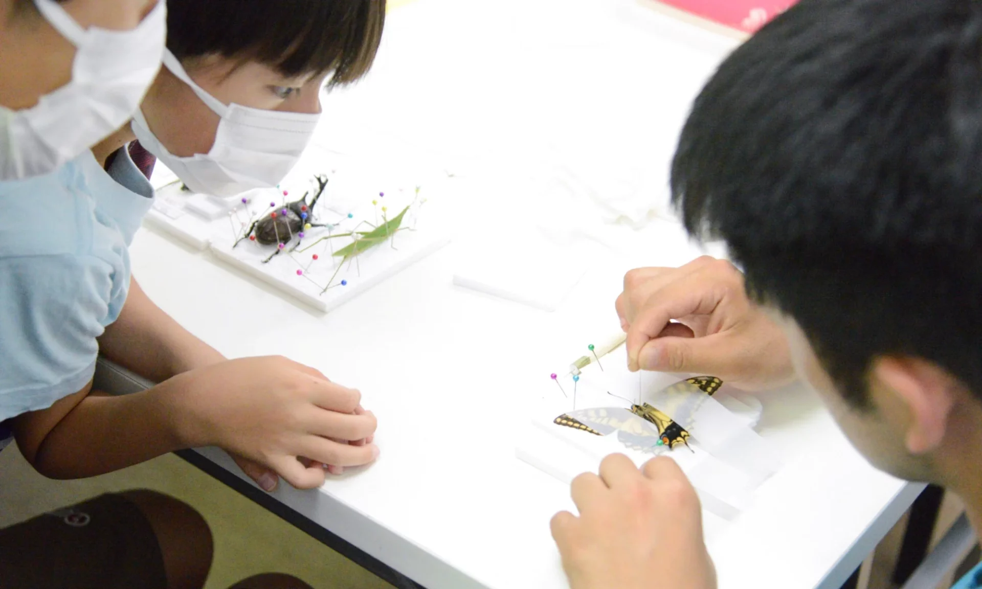 【飯能市】夏休み自由研究企画 メッツァビレッジで昆虫の標本づくり | 地域のトピックス